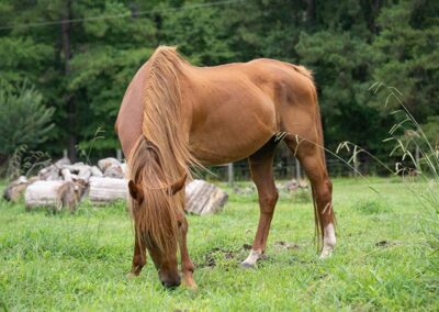 Beautiful red sorrel horse with long mane an forelock with two white stock on back feet standing in front of a wood pile with trees in the background. He is eating grass.