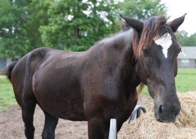 A dark brown horse with a white patch of fur in-between its eyes eating hay