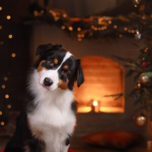 a black and white dog tilting his head by a fireplace and christmas decor