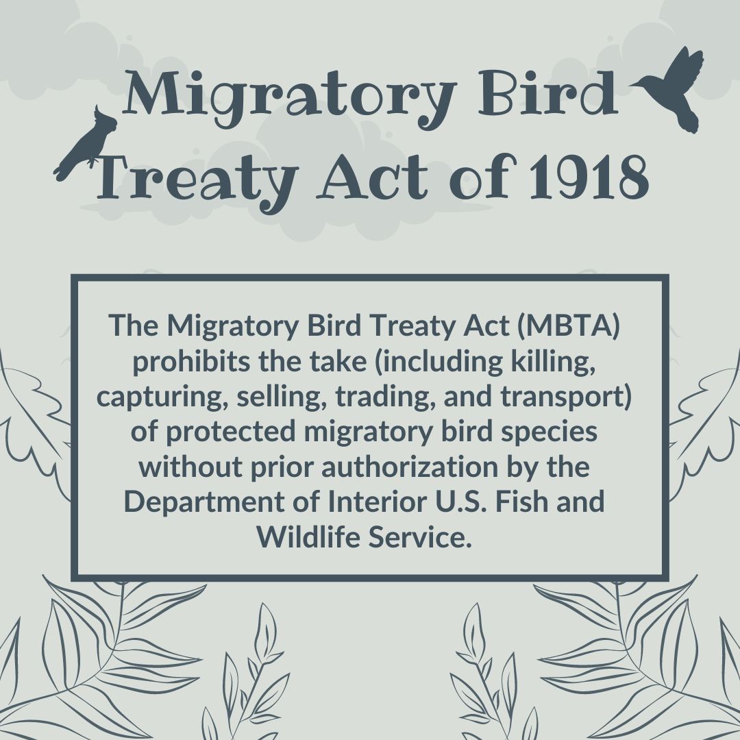 original infographic displaying information on the migratory bird treaty act of 1918