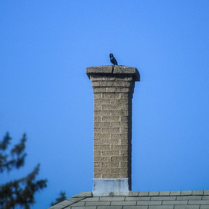 a small bird sitting on the top of a masonry chimney